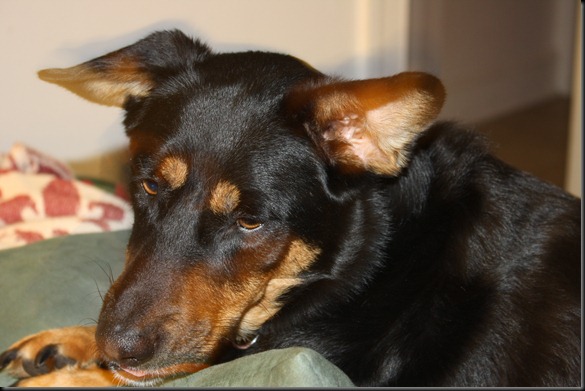 pictures 2011 March 047